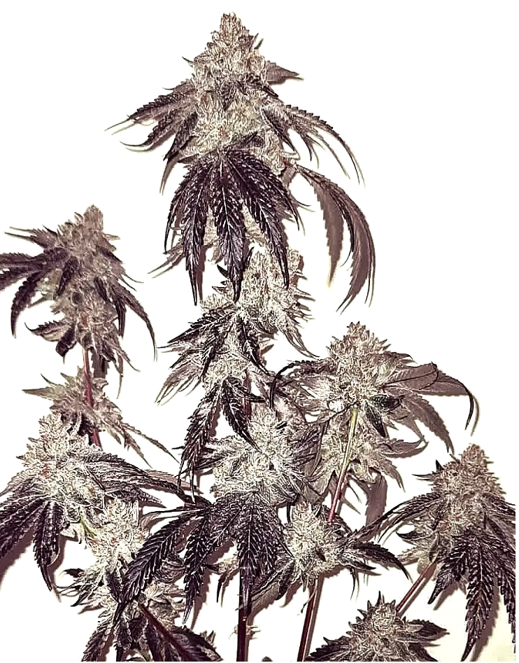 Bath House Feminized – Umami Seeds