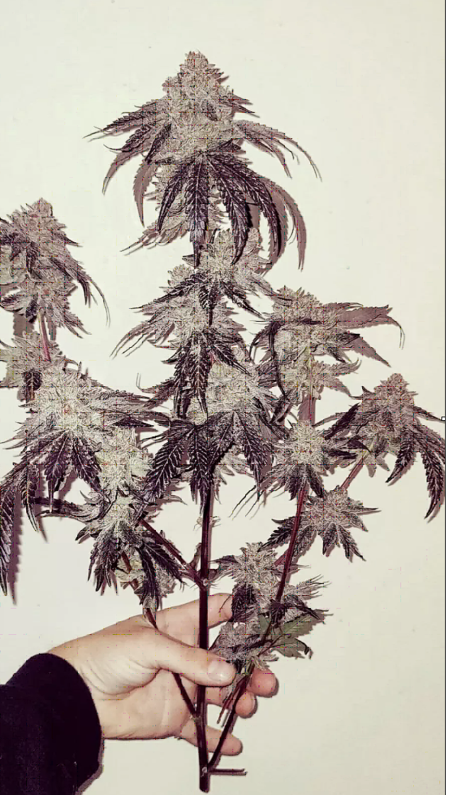 Bath House Feminized – Umami Seeds