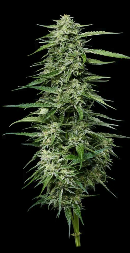 Blueberry Honey Feminized – Humboldt Seed Company