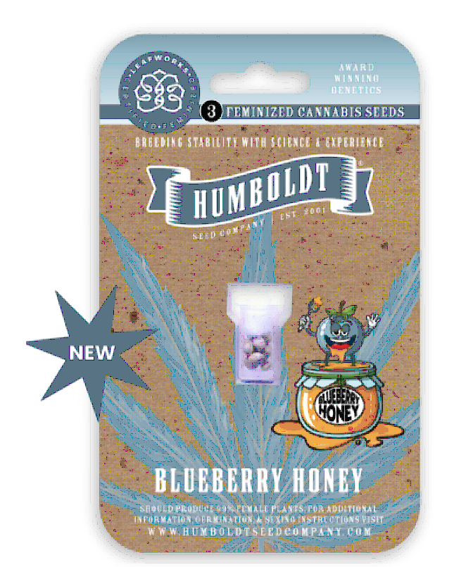 Blueberry Honey Feminized – Humboldt Seed Company