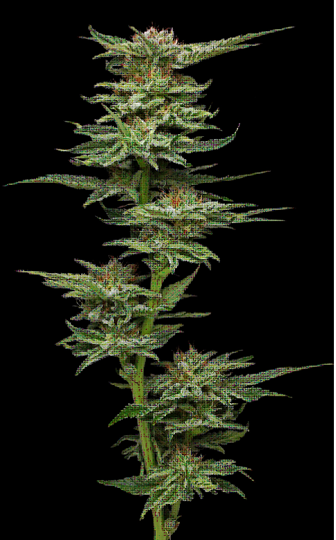 Blueberry Muffin Feminized – Humboldt Seed Company
