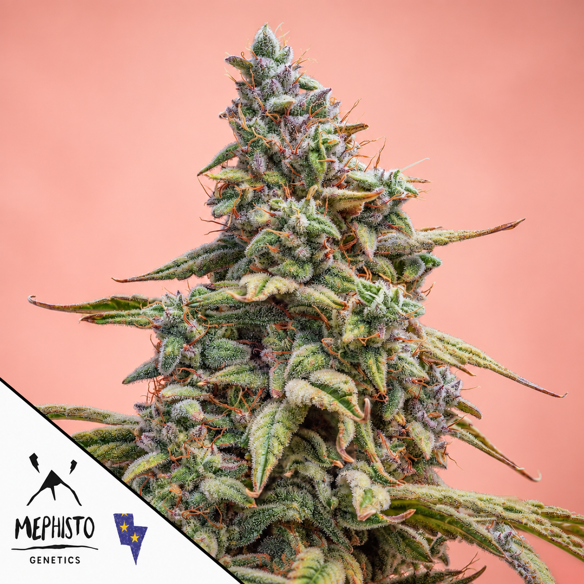 Canna-Cheese 1:1 Auto Mephisto Genetics