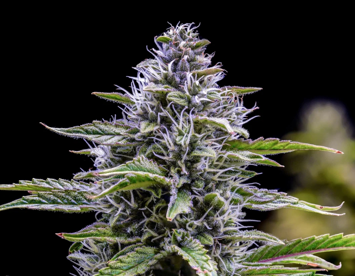 Canna-Cheese 1:1 Auto Mephisto Genetics