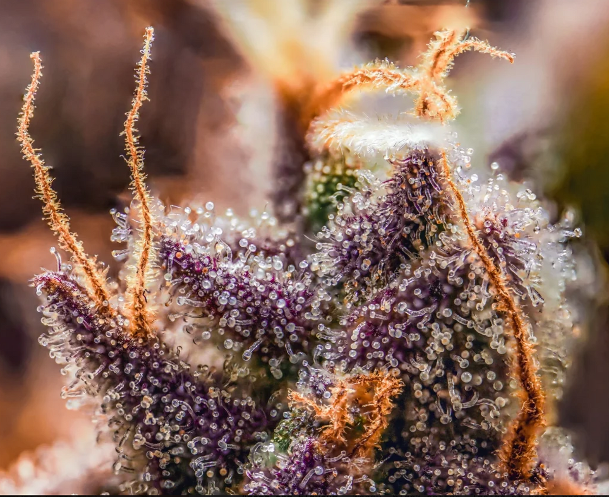 Canna-Cheese 1:1 Auto Mephisto Genetics