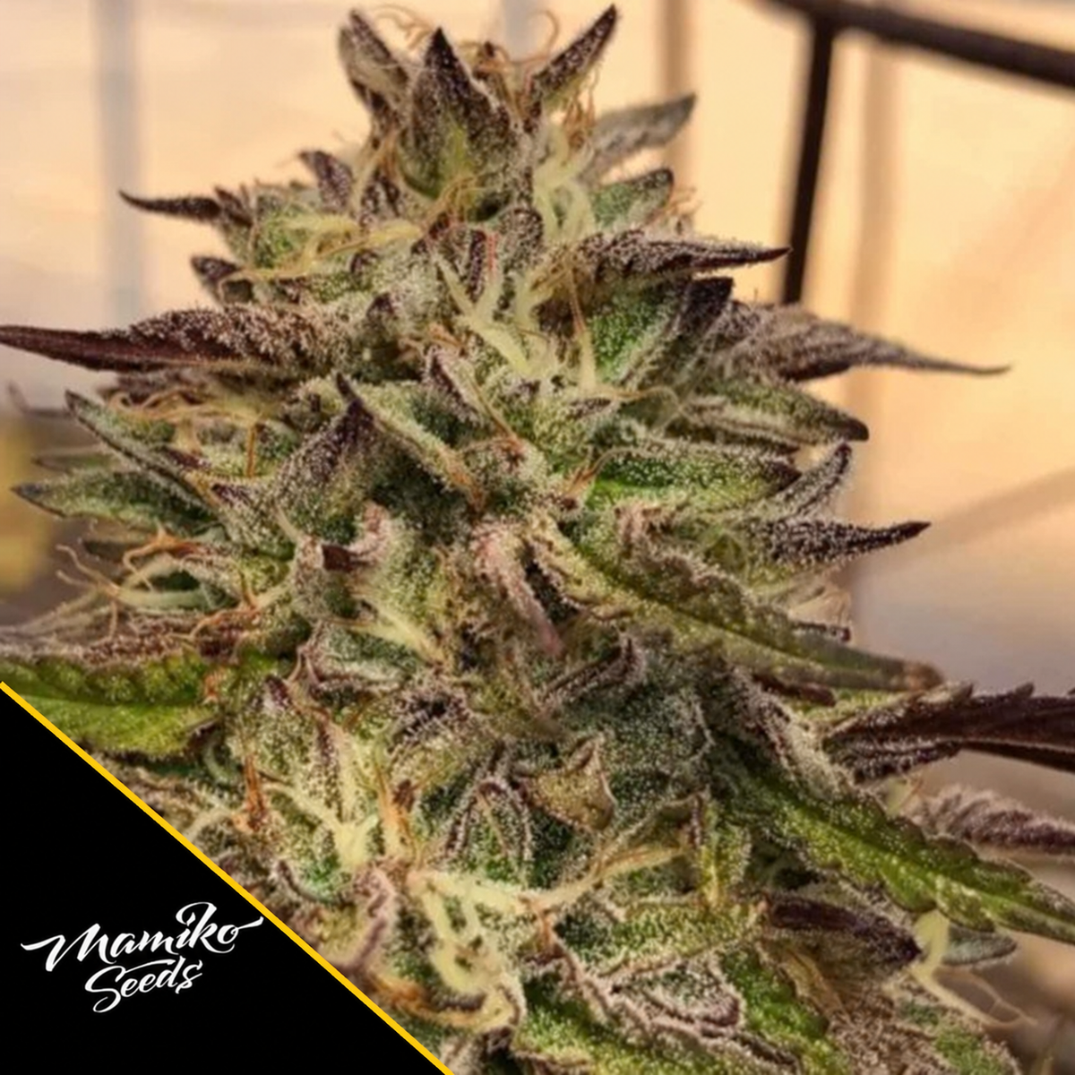 Chem Cookies – Mamiko Seeds