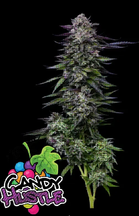 Candy Hustle Feminized – Humboldt Seed Company