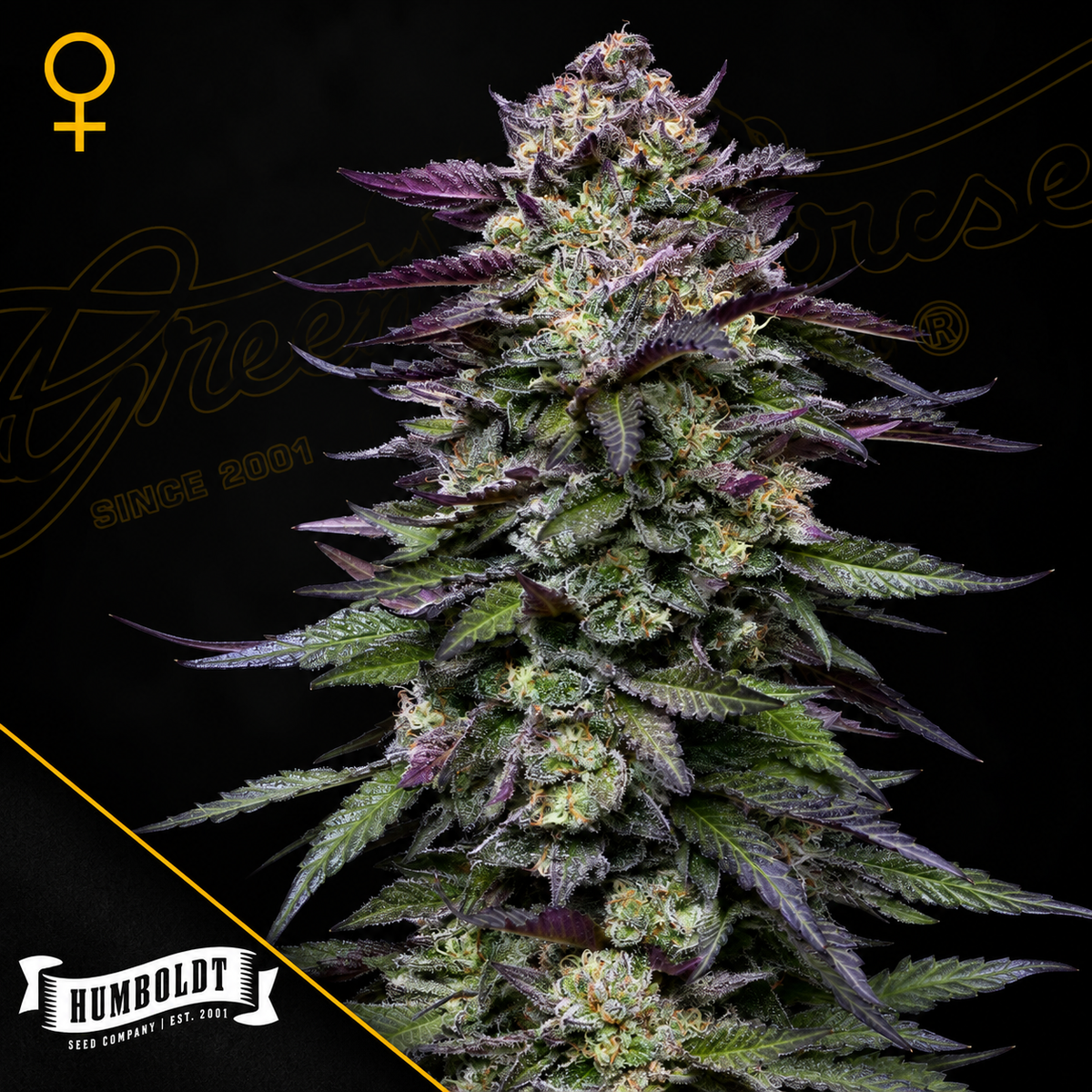 Candy Hustle Feminized Humboldt Seed Company