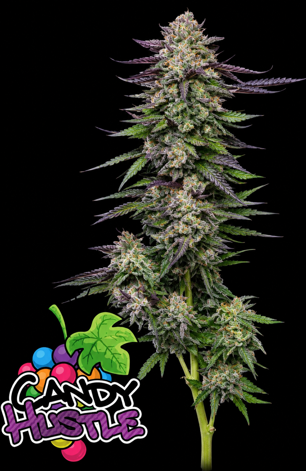 Candy Hustle Feminized Humboldt Seed Company