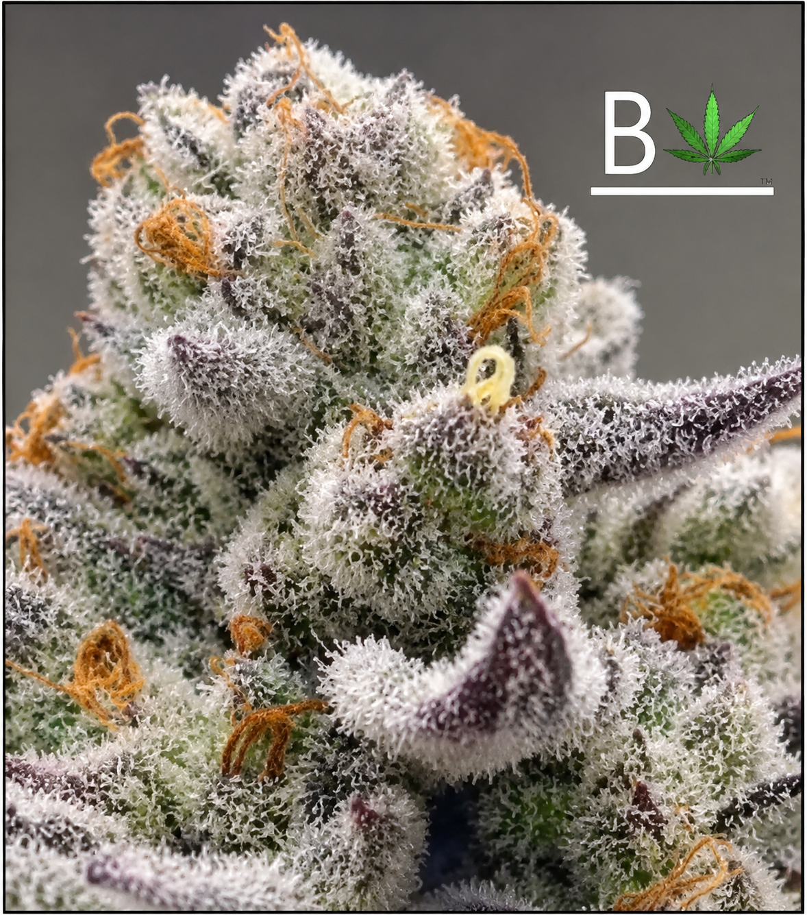 Chimera Pheno #2 – BeLeaf