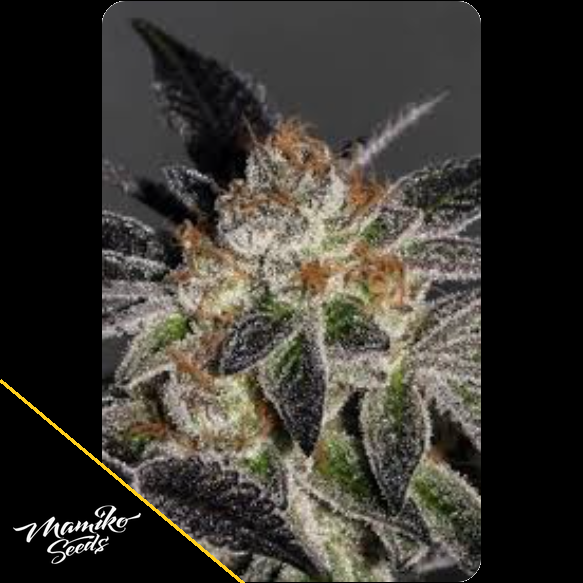 Cookies – Mamiko Seeds