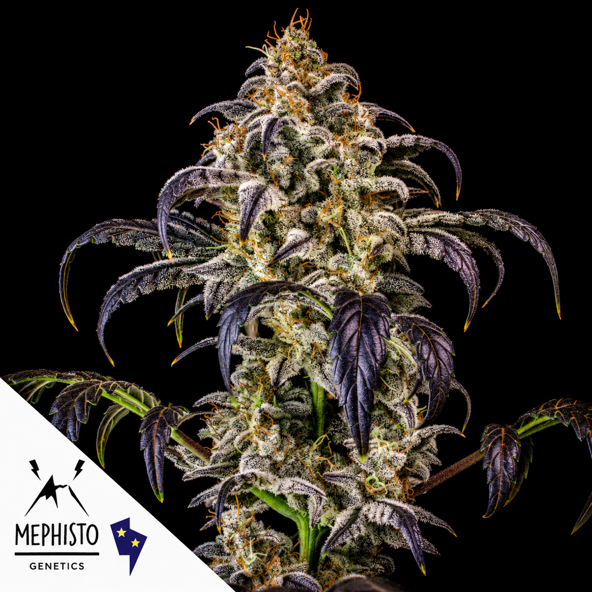 Double Grape Autoflowering Mephisto Genetics