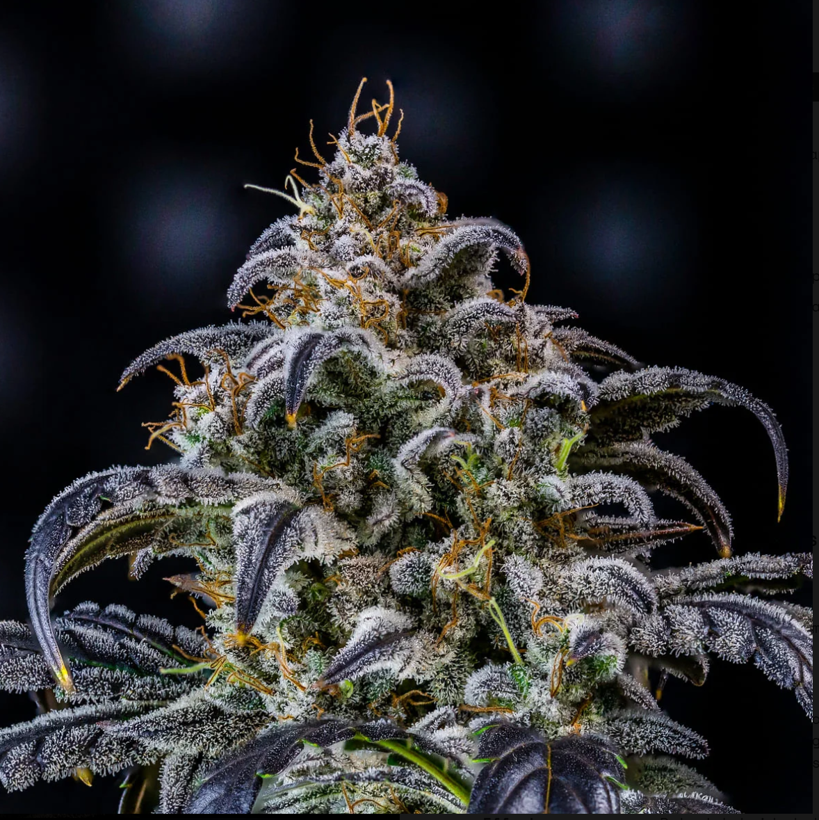 Double Grape Autoflowering Mephisto Genetics