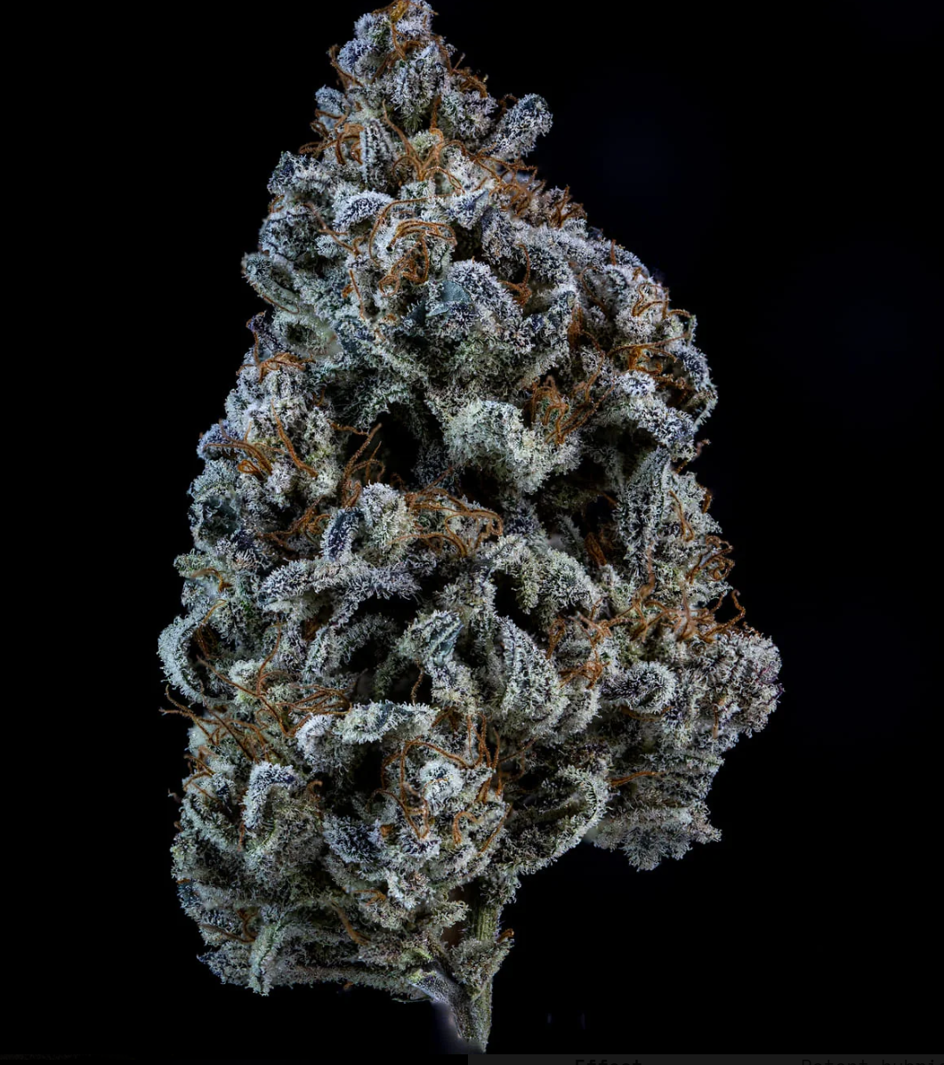 Double Grape Autoflowering Mephisto Genetics