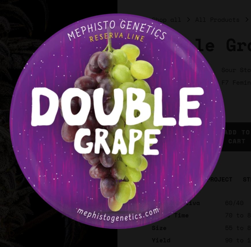 Double Grape Autoflowering Mephisto Genetics