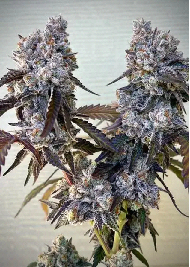 Frostade Feminized – Umami Seeds