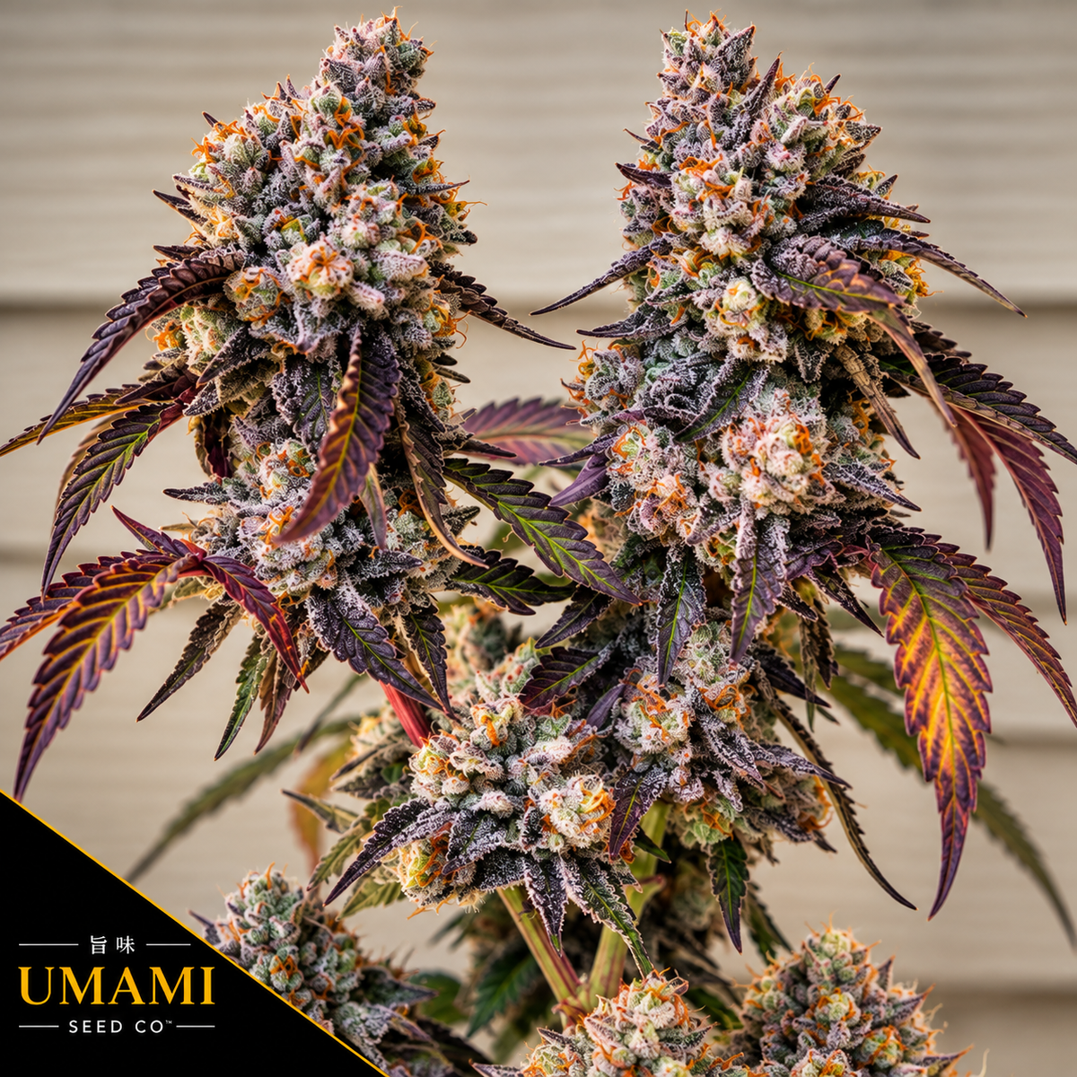Frostade Feminized  Umami Seeds