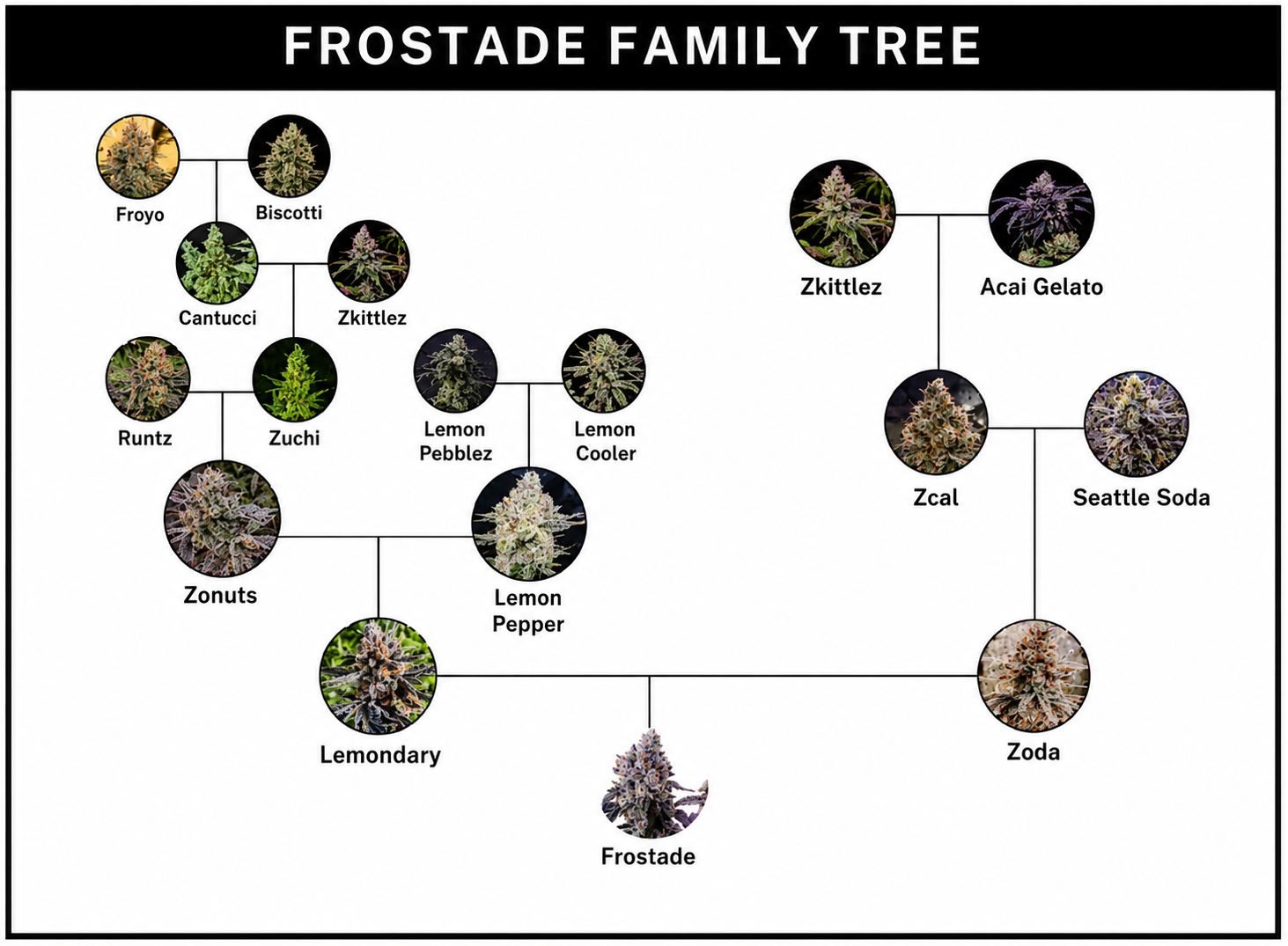 Frostade Feminized – Umami Seeds
