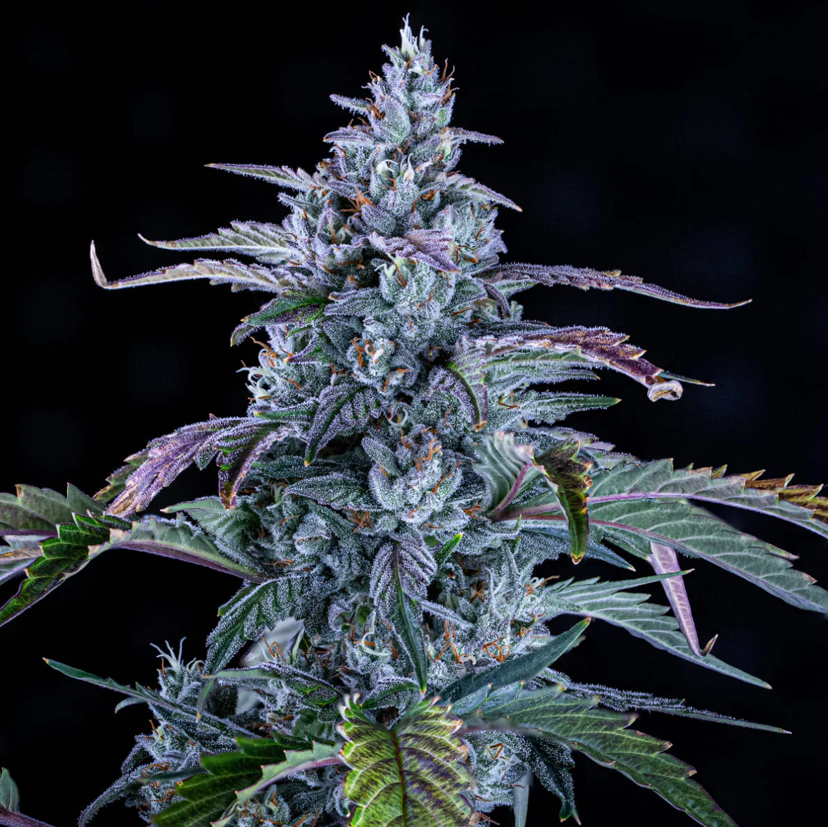 Fugue State Autoflowering Mephisto Genetics
