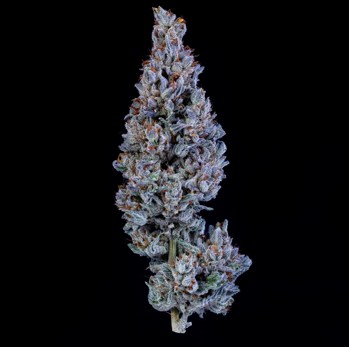 Fugue State Autoflowering Mephisto Genetics