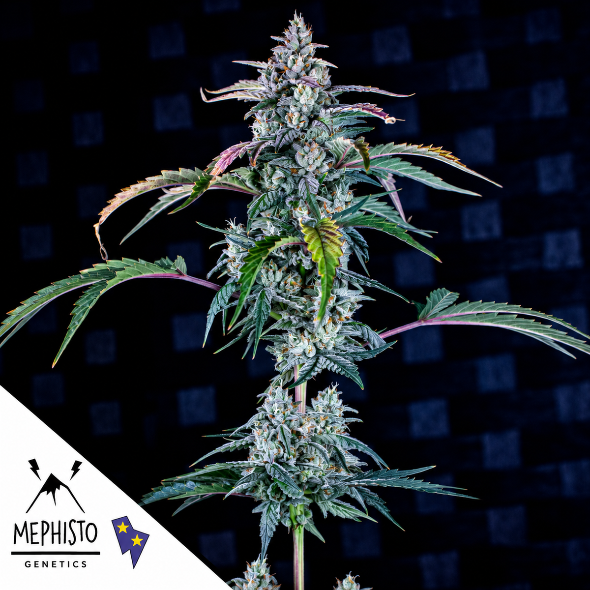 Fugue State Autoflowering Mephisto Genetics
