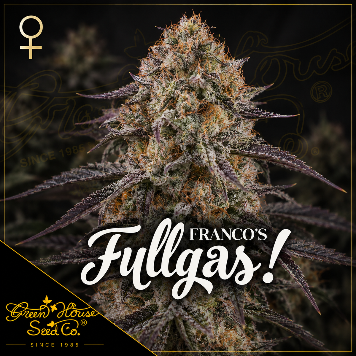 Franco’s Fullgas Feminized Greenhouse Seeds