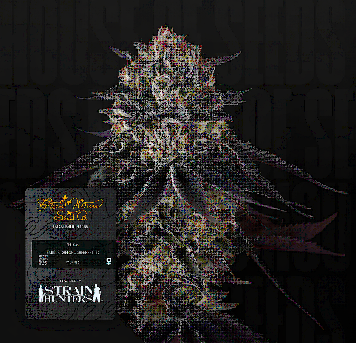 Franco's Fullgas Feminized – Greenhouse Seeds