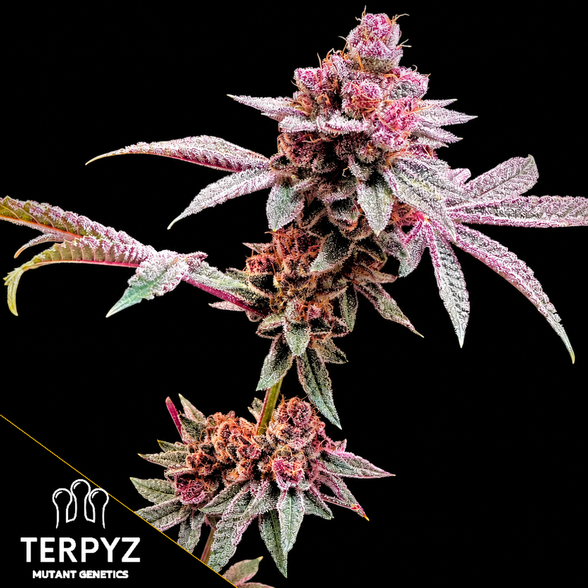 Gary & Gas Feminized