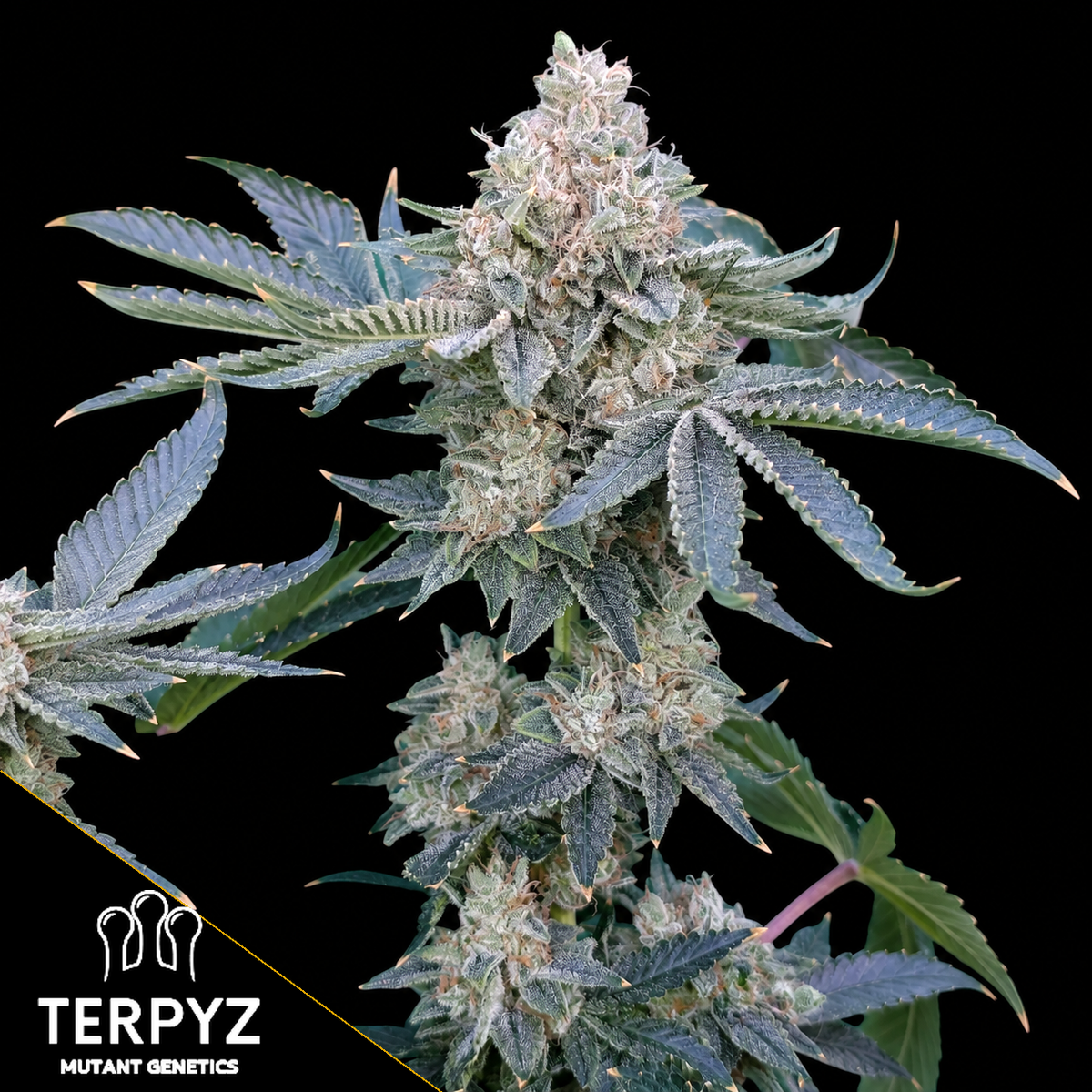 GokuZ OG Feminized