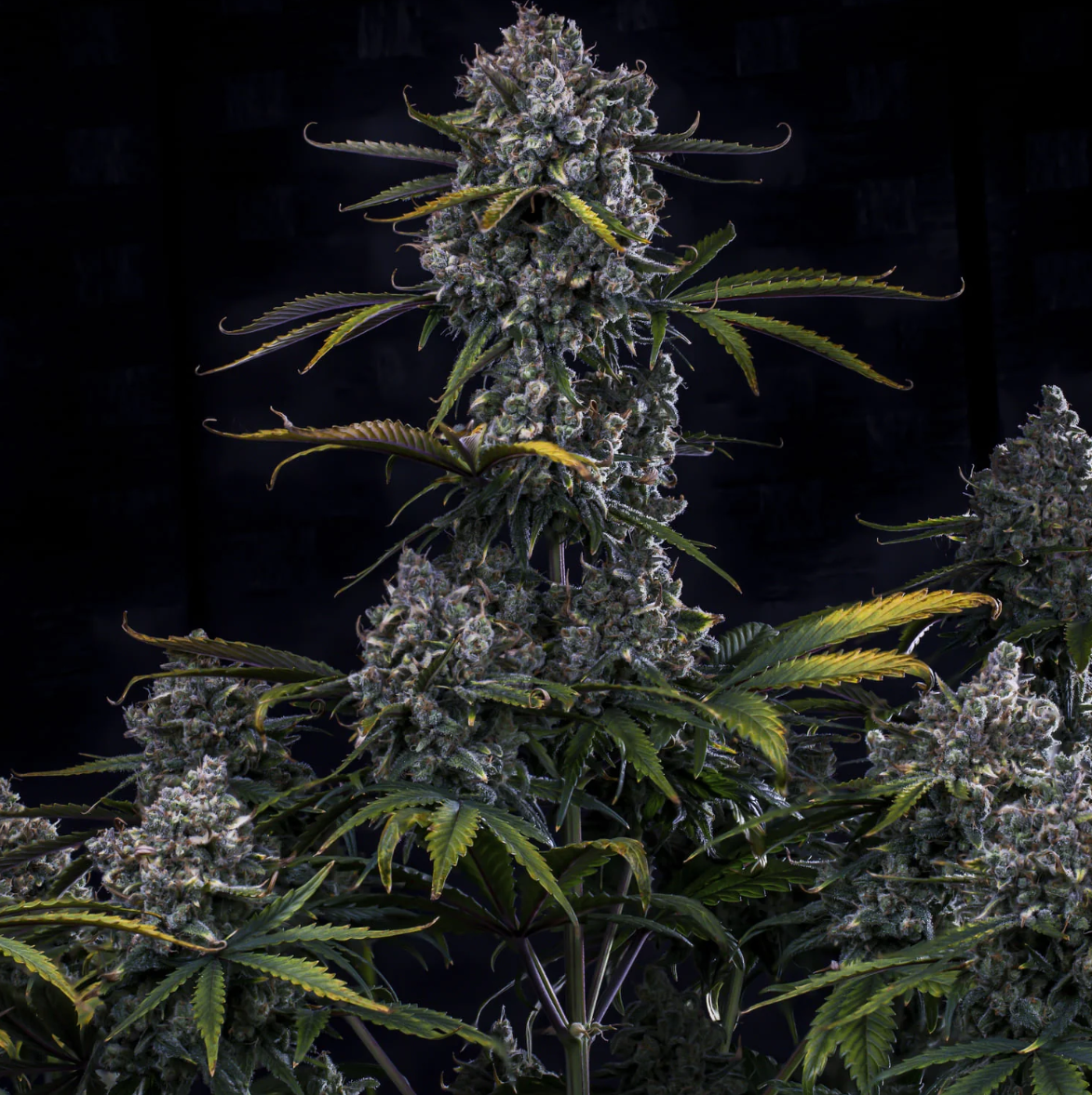 HubbaBubbaHaze Autoflowering Mephisto Genetics