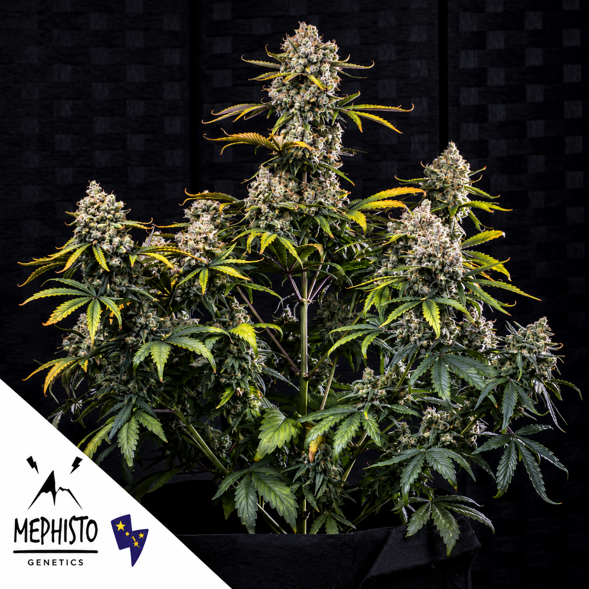 HubbaBubbaHaze Autoflowering Mephisto Genetics