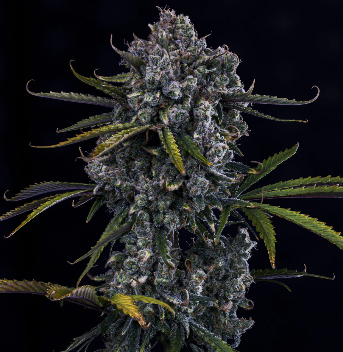 HubbaBubbaHaze Autoflowering Mephisto Genetics