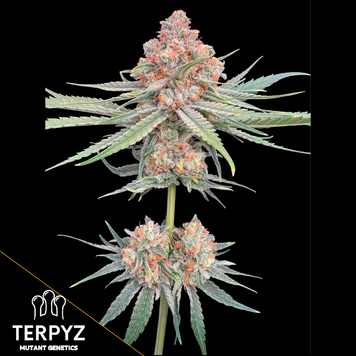 Haze Guava F1 Feminized