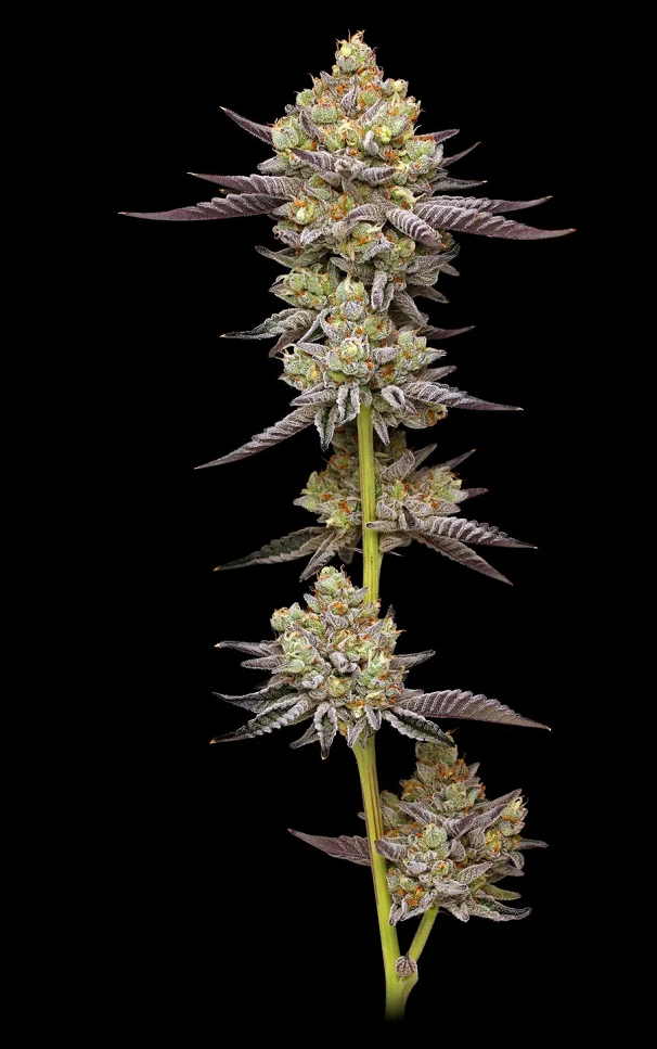 Hyper Za Feminized – Humboldt Seed Company