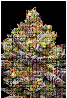 Hyper Za Feminized – Humboldt Seed Company