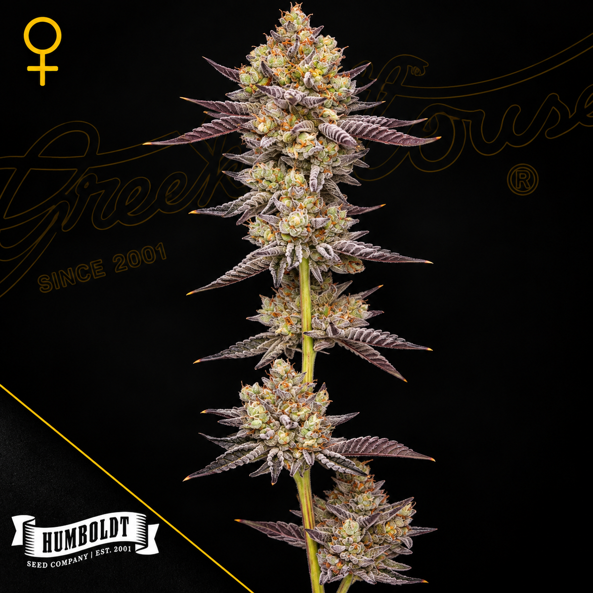 Hyper Za Feminized Humboldt Seed Company