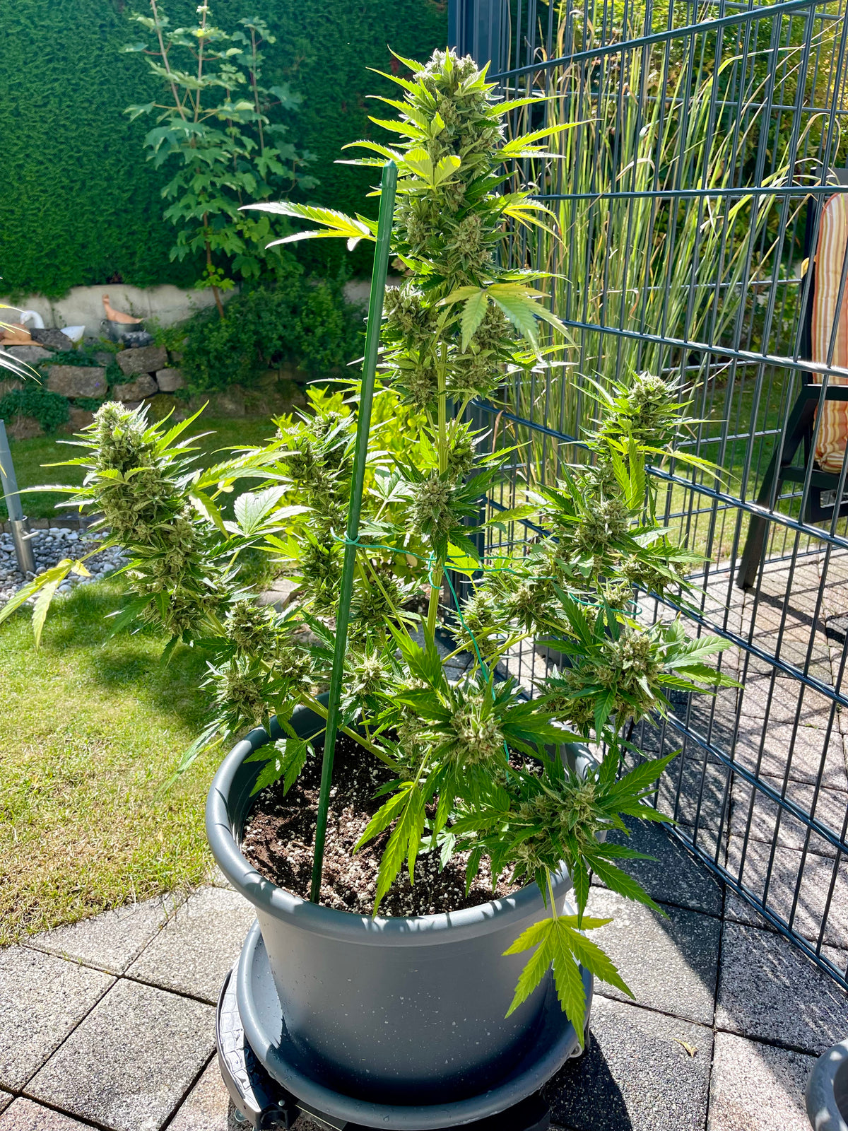 Auto AK-47 Autoflowering Serious Seeds