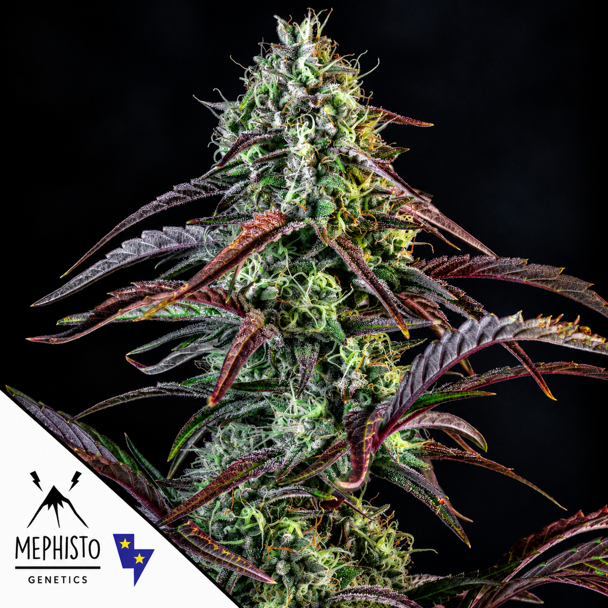 Iced ’n’ Baked Autoflowering Mephisto Genetics