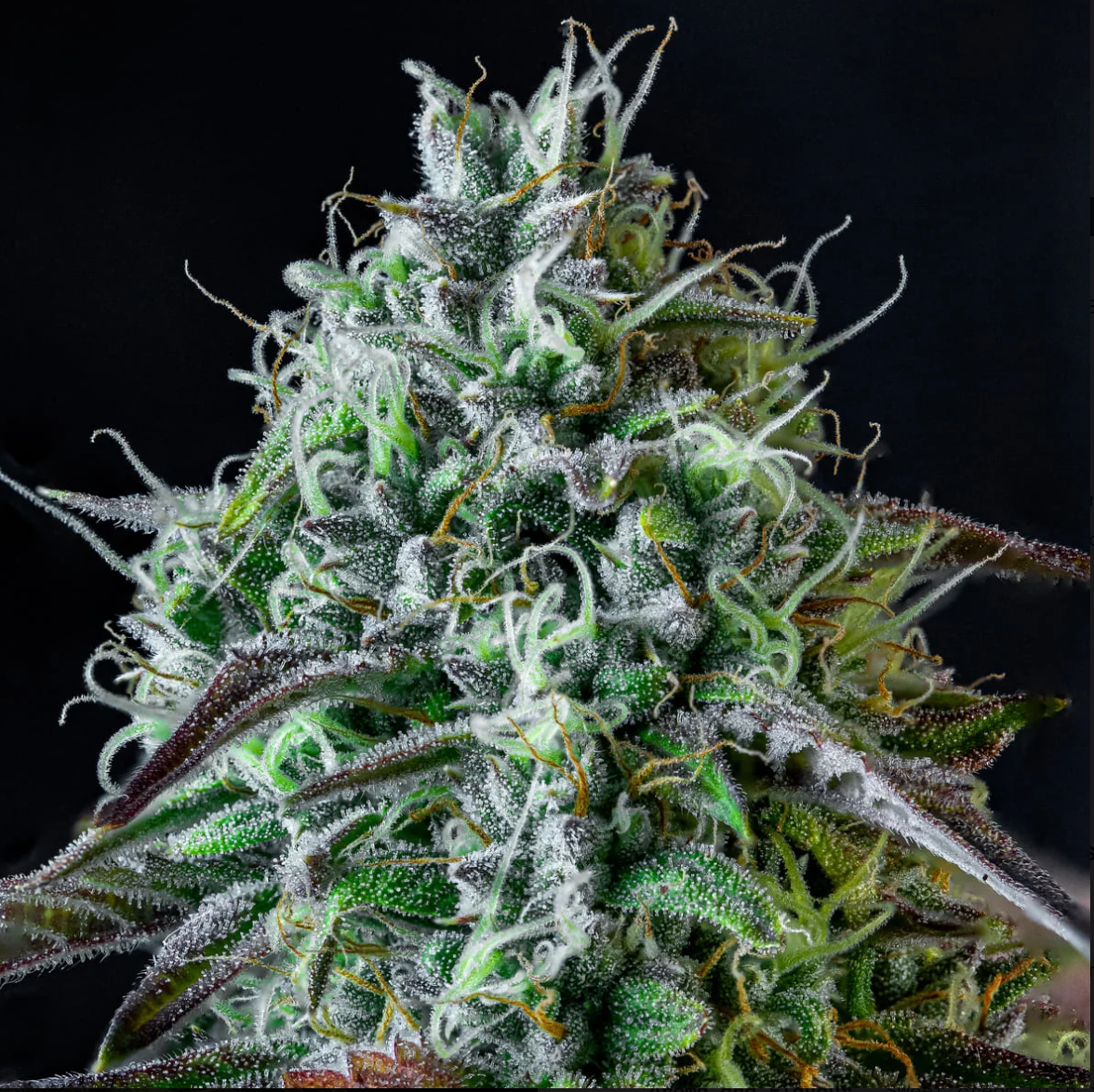 Iced ’n’ Baked Autoflowering Mephisto Genetics