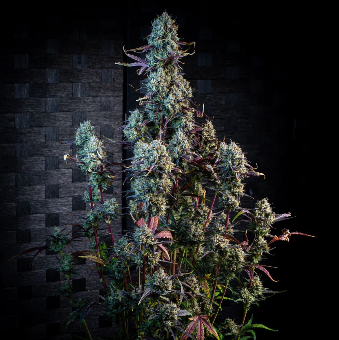 Iced ’n’ Baked Autoflowering Mephisto Genetics