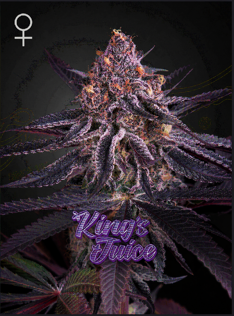 King's Juice Feminized – Greenhouse Seeds