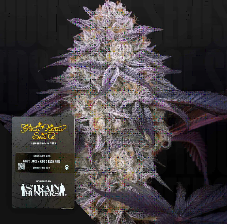 King's Juice Feminized – Greenhouse Seeds