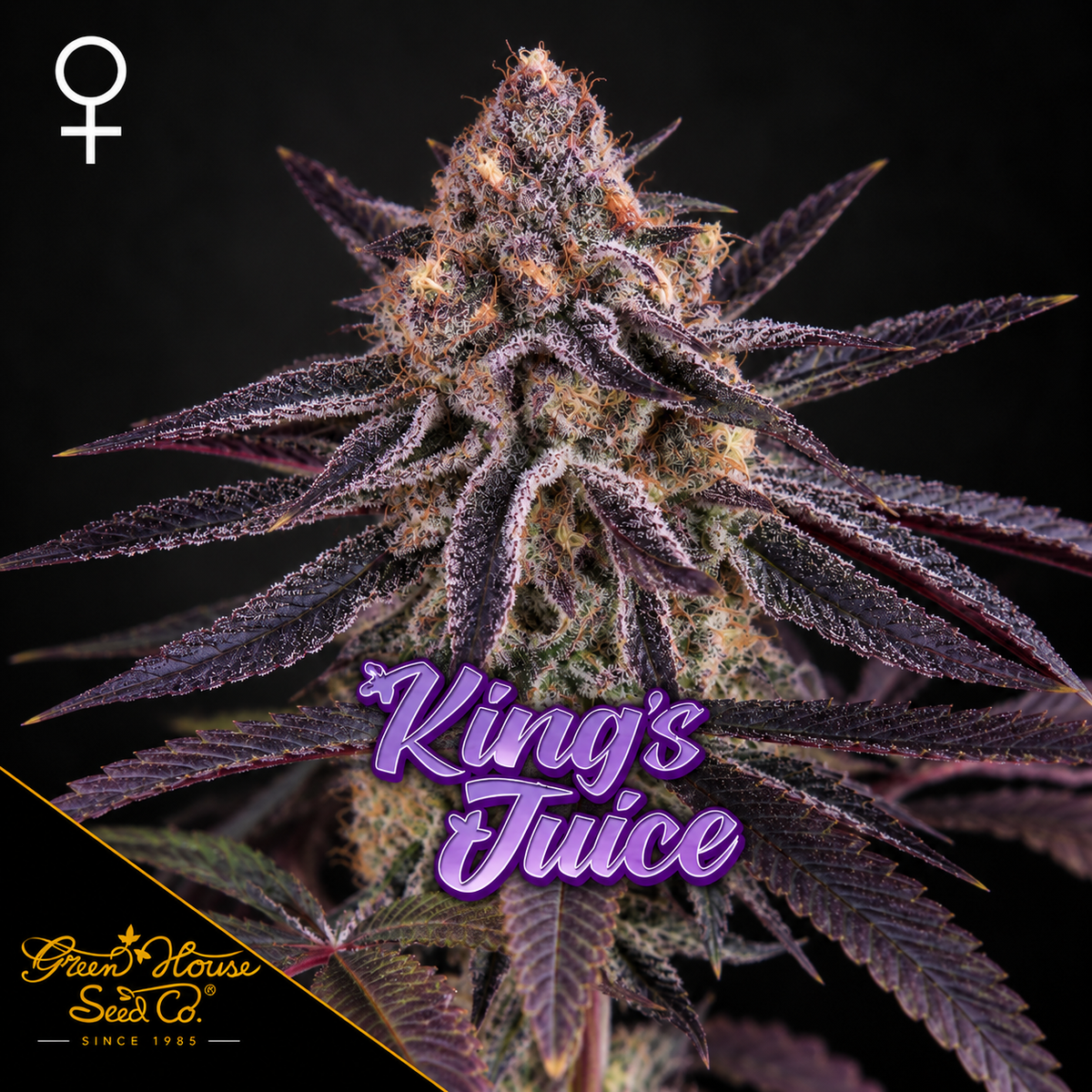 King’s Juice Feminized Greenhouse Seeds
