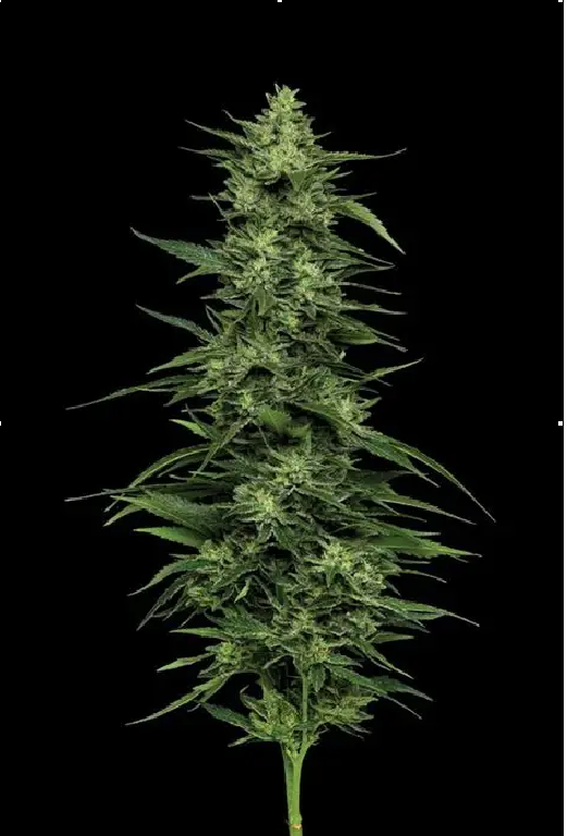 Limez Feminized – Humboldt Seed Company