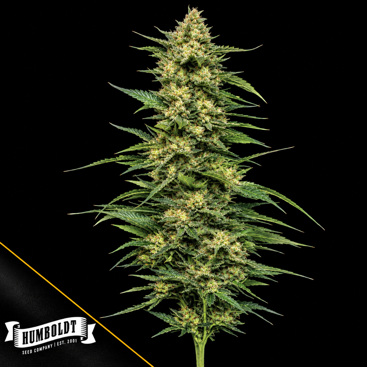 Limez Feminized Humboldt Seed Company