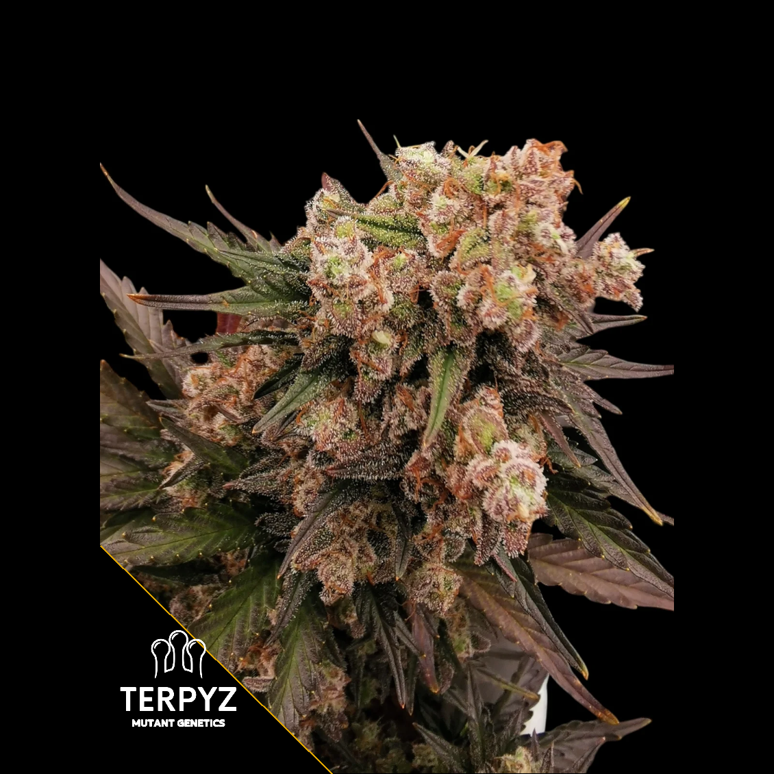 Mentha de Melon Feminized