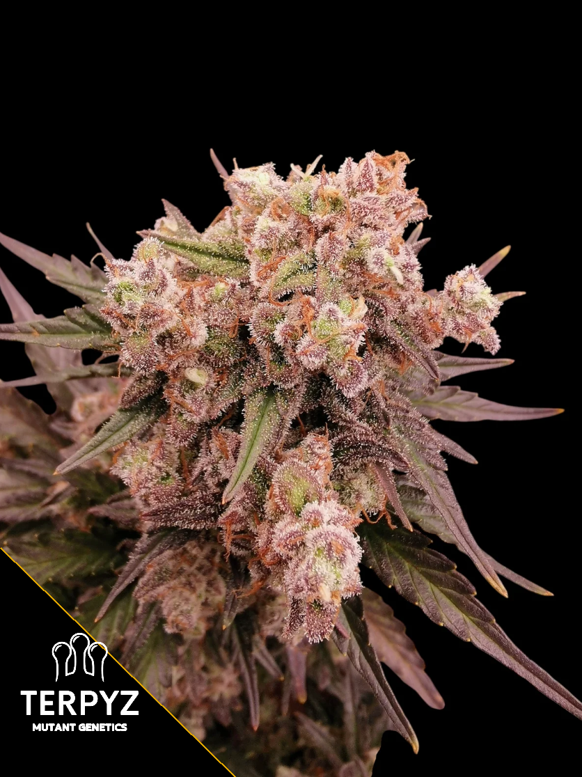 Mentha de Melon Feminized