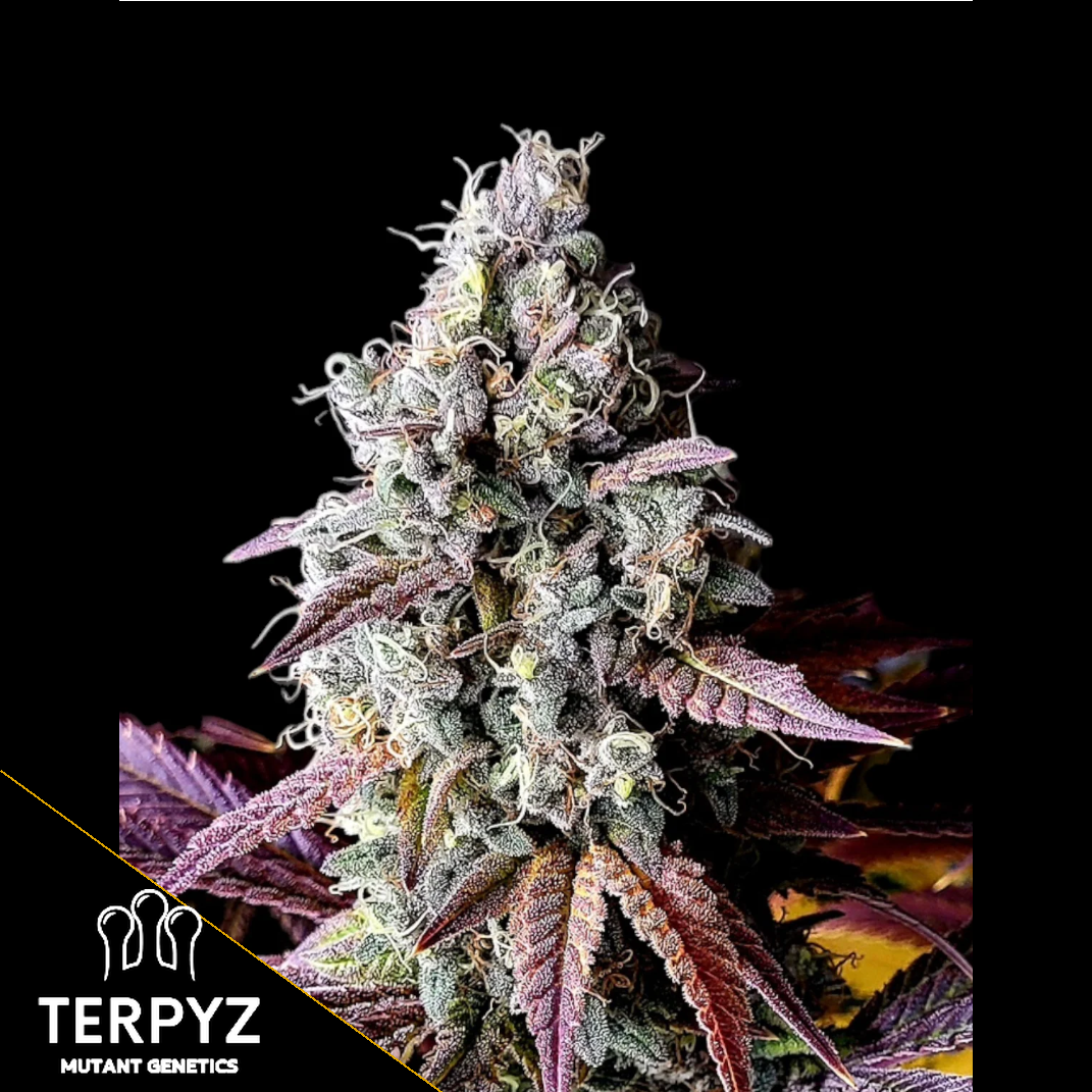 Mentha de Mandarin Feminized