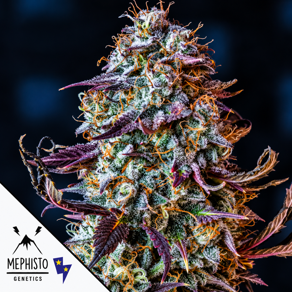 Mephisto’s Wedding Autoflowering Mephisto Genetics