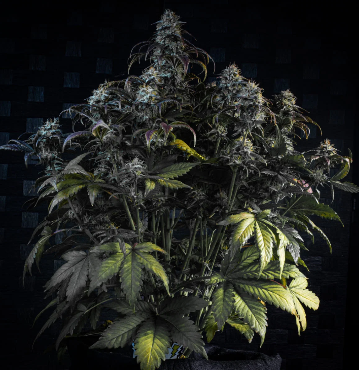 Mephisto’s Wedding Autoflowering Mephisto Genetics