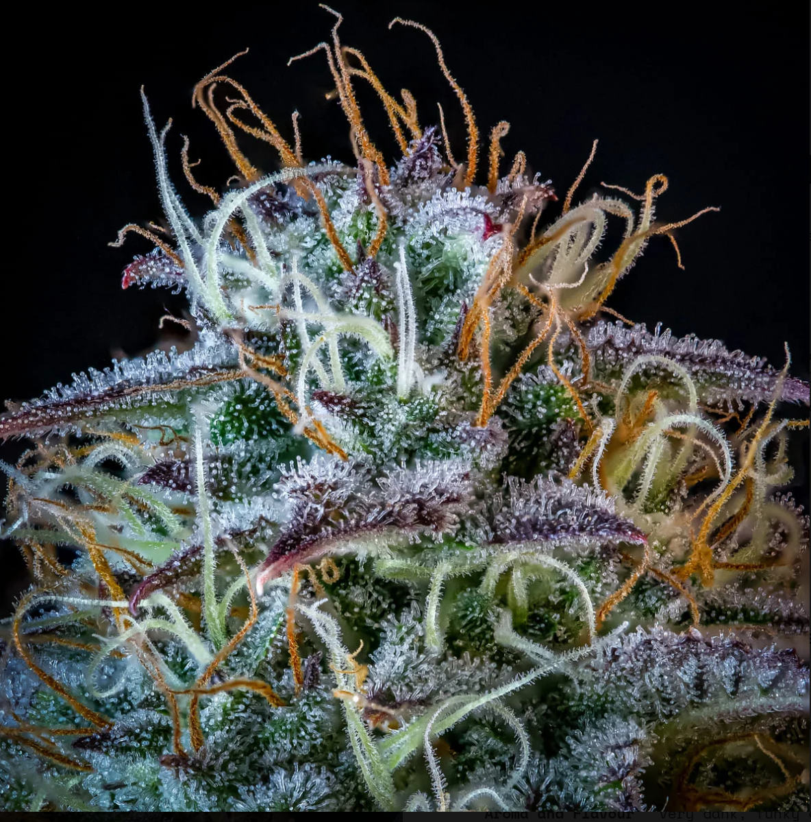 Mephisto’s Wedding Autoflowering Mephisto Genetics